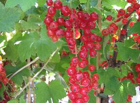 Rybíz červený 'Junifer' - Ribes rubrum 'Junifer'
