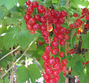 Rybíz červený 'Junifer' - Ribes rubrum 'Junifer'