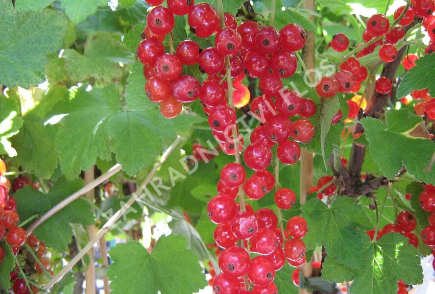 Rybíz červený 'Junifer' - Ribes rubrum 'Junifer'