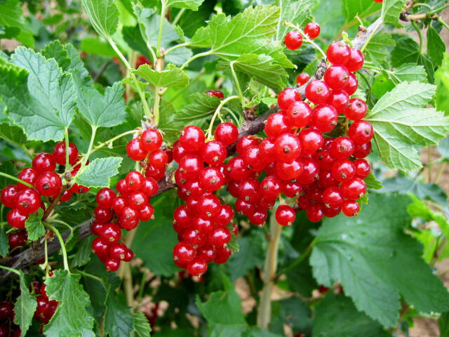 Rybíz červený 'Junifer' - Ribes rubrum 'Junifer'