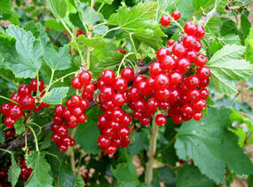 Rybíz červený 'Junifer' - Ribes rubrum 'Junifer'