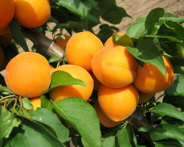 Meruňka středně raná 'Maďarská'