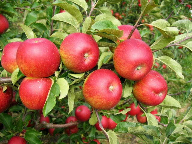 Jabloň zimní 'Rubín' - Malus domestica 'Rubín'