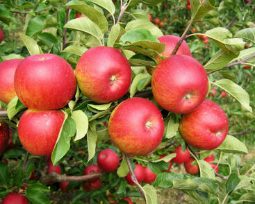 Jabloň zimní 'Rubín'