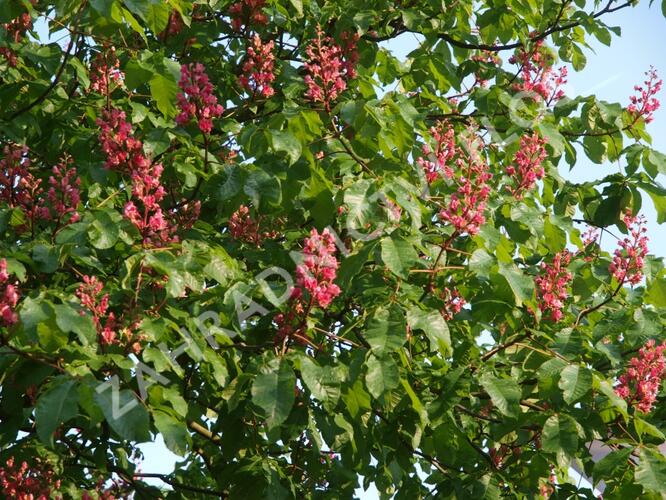 Jírovec pleťový 'Briotii' - Aesculus carnea 'Briotii'