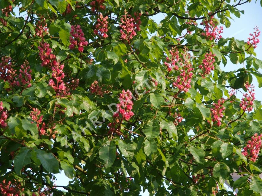 Jírovec pleťový 'Briotii' - Aesculus carnea 'Briotii'