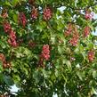 Jírovec pleťový 'Briotii' - Aesculus carnea 'Briotii'