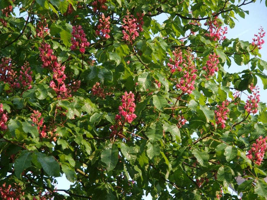 Jírovec pleťový 'Briotii' - Aesculus carnea 'Briotii'