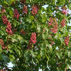 Jírovec pleťový 'Briotii' - Aesculus carnea 'Briotii'