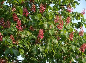 Jírovec pleťový 'Briotii' - Aesculus carnea 'Briotii'