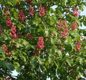 Jírovec pleťový 'Briotii' - Aesculus carnea 'Briotii'