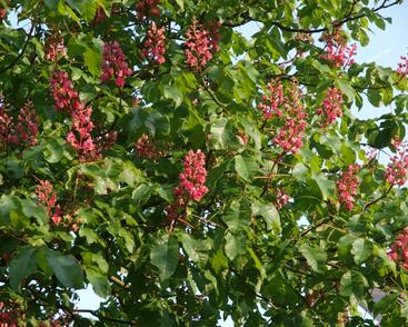 Jírovec pleťový 'Briotii'