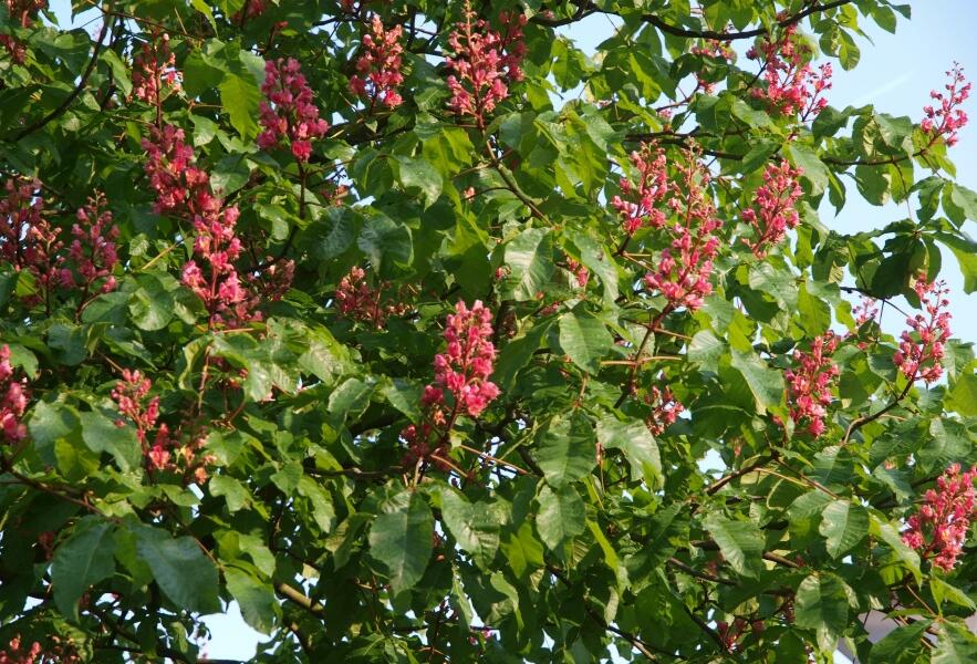 Jírovec pleťový 'Briotii' - Aesculus carnea 'Briotii'