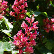 Jírovec pleťový 'Briotii' - Aesculus carnea 'Briotii'