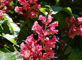 Jírovec pleťový 'Briotii' - Aesculus carnea 'Briotii'