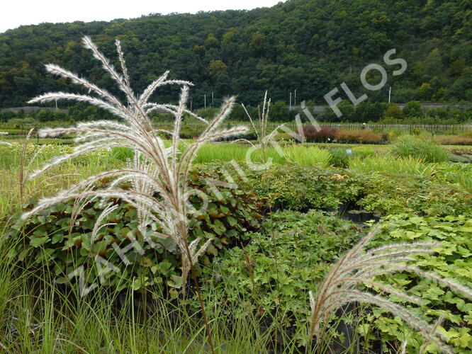 Ozdobnice čínská 'Graziella' - Miscanthus sinensis 'Graziella'