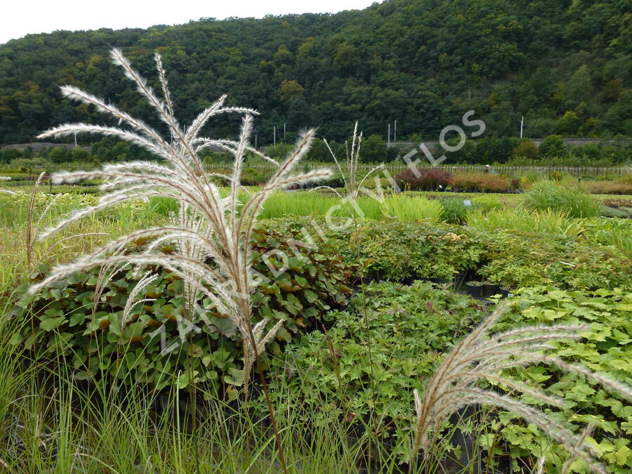 Ozdobnice čínská 'Graziella' - Miscanthus sinensis 'Graziella'