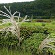 Ozdobnice čínská 'Graziella' - Miscanthus sinensis 'Graziella'