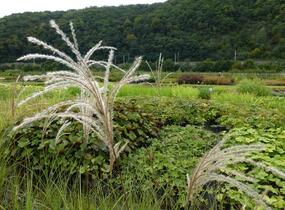Ozdobnice čínská 'Graziella' - Miscanthus sinensis 'Graziella'