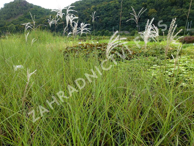 Ozdobnice čínská 'Graziella' - Miscanthus sinensis 'Graziella'