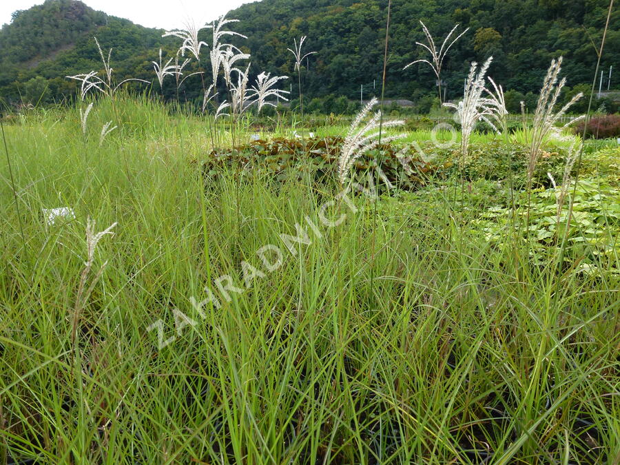 Ozdobnice čínská 'Graziella' - Miscanthus sinensis 'Graziella'