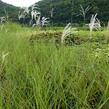Ozdobnice čínská 'Graziella' - Miscanthus sinensis 'Graziella'