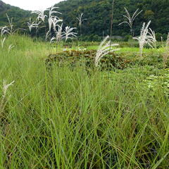 Ozdobnice čínská 'Graziella' - Miscanthus sinensis 'Graziella'