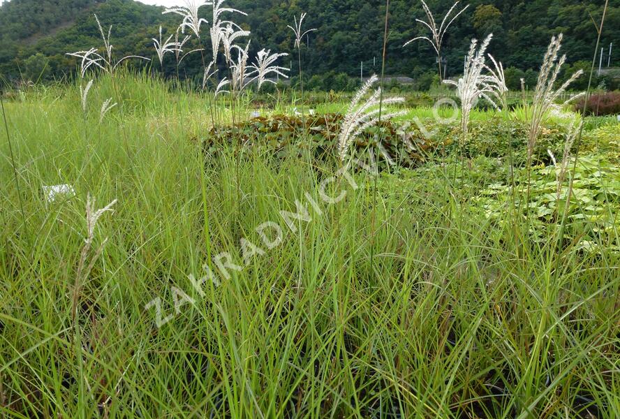 Ozdobnice čínská 'Graziella' - Miscanthus sinensis 'Graziella'