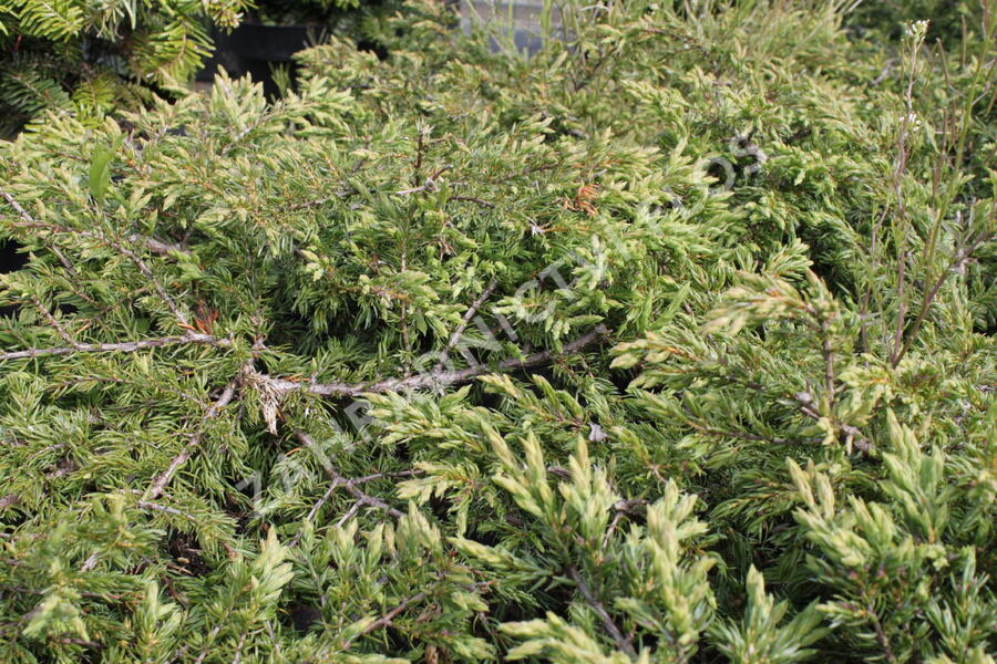 Jalovec obecný 'Repanda' - Juniperus communis 'Repanda'