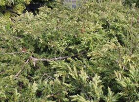Jalovec obecný 'Repanda' - Juniperus communis 'Repanda'