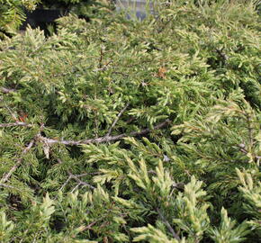 Jalovec obecný 'Repanda' - Juniperus communis 'Repanda'