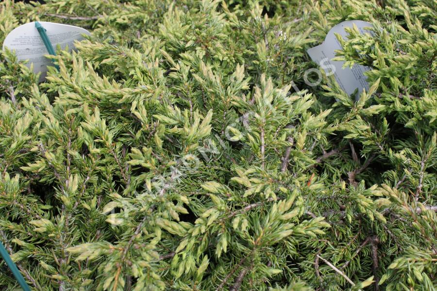 Jalovec obecný 'Repanda' - Juniperus communis 'Repanda'