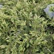 Jalovec obecný 'Repanda' - Juniperus communis 'Repanda'