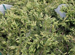 Jalovec obecný 'Repanda' - Juniperus communis 'Repanda'