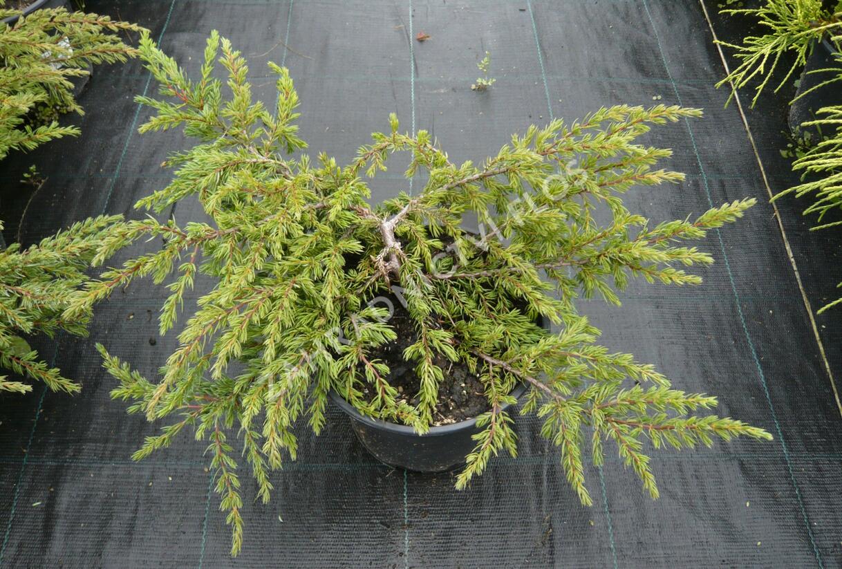 Jalovec obecný 'Repanda' - Juniperus communis 'Repanda'