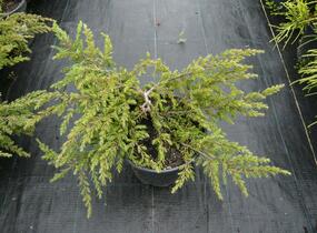 Jalovec obecný 'Repanda' - Juniperus communis 'Repanda'