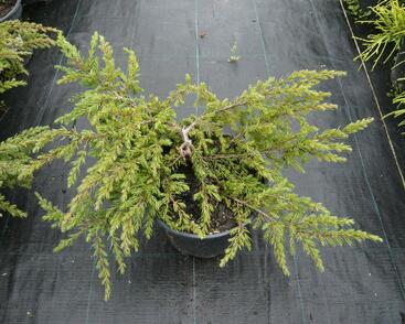 Jalovec obecný 'Repanda'