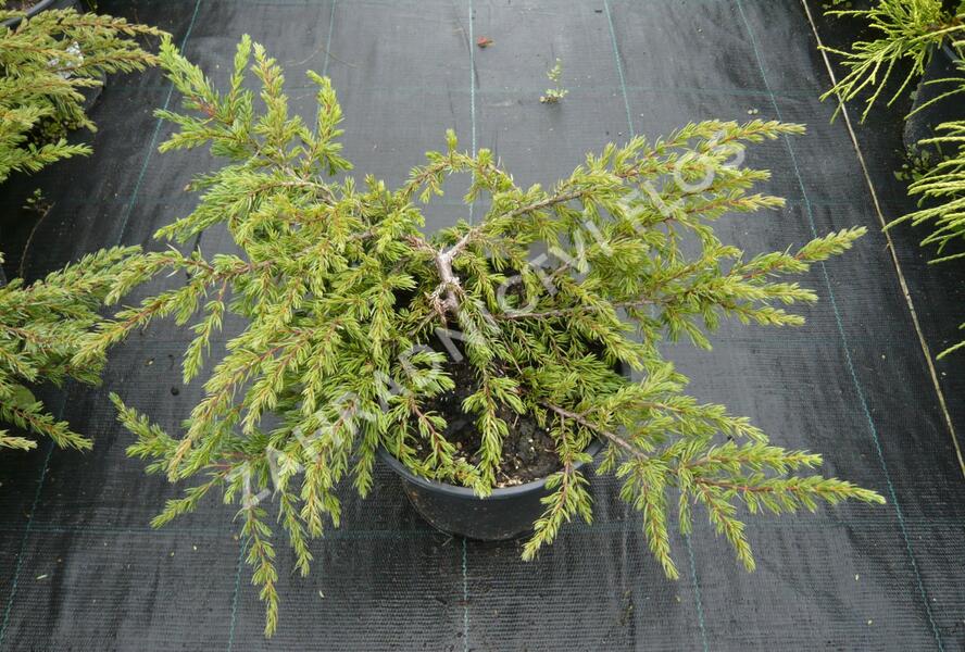 Jalovec obecný 'Repanda' - Juniperus communis 'Repanda'