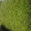 Zerav, túje řasnatá - Thuja plicata