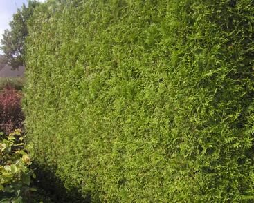 Túje obrovská, zerav řasnatý