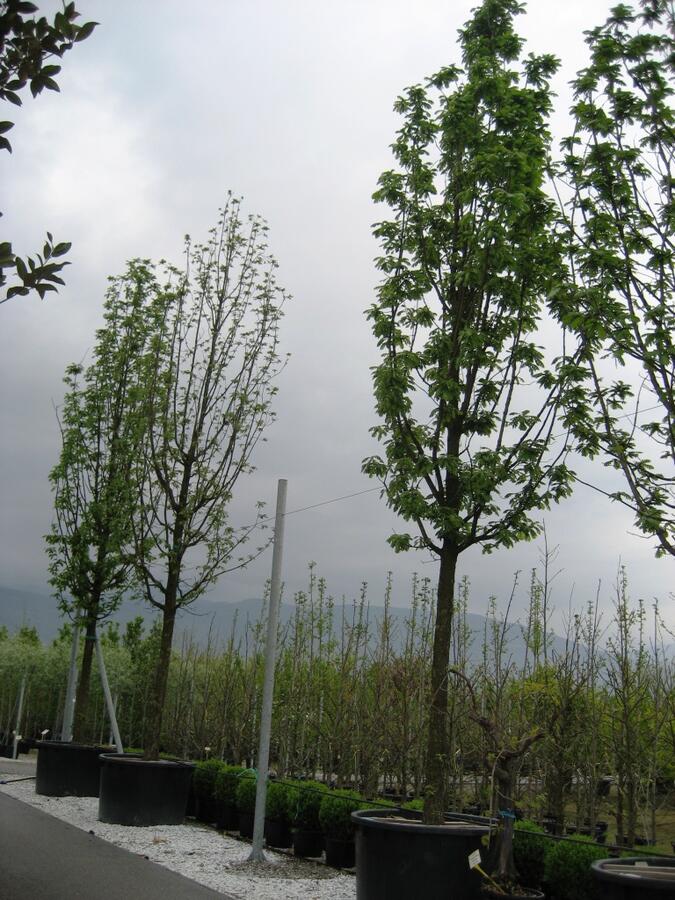 Dub maďarský - Quercus frainetto