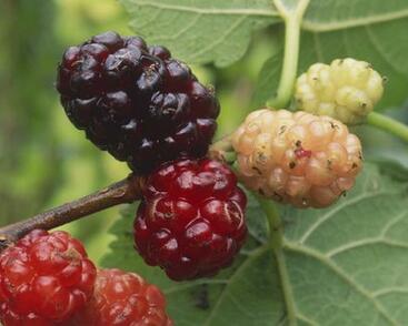 Morušovník černý