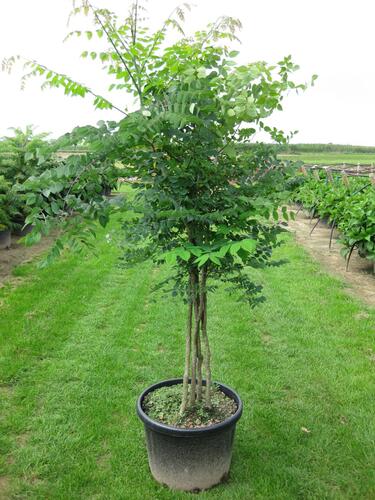 Nahovětvec - Gymnocladus dioica