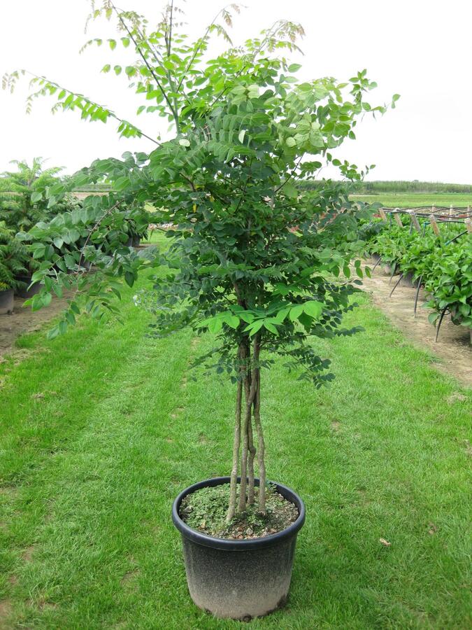 Nahovětvec - Gymnocladus dioica