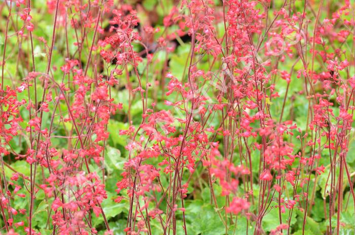 Dlužicha 'Coral Forest' - Heuchera sanguinea 'Coral Forest'