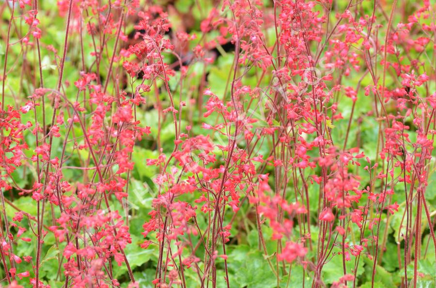 Dlužicha 'Coral Forest' - Heuchera sanguinea 'Coral Forest'