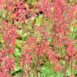 Dlužicha 'Coral Forest' - Heuchera sanguinea 'Coral Forest'