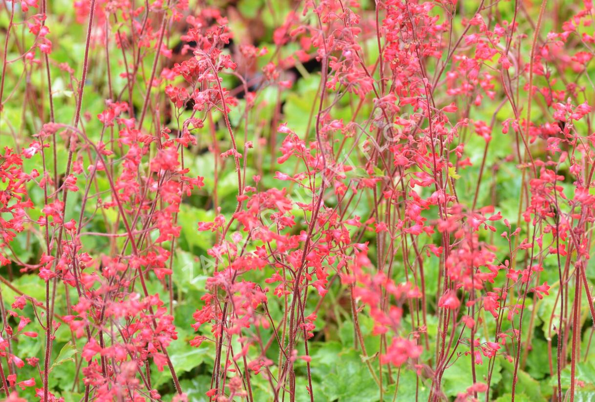 Dlužicha 'Coral Forest' - Heuchera sanguinea 'Coral Forest'