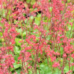 Dlužicha 'Coral Forest' - Heuchera sanguinea 'Coral Forest'