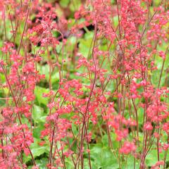 Dlužicha 'Coral Forest' - Heuchera sanguinea 'Coral Forest'